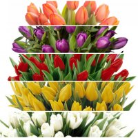 Skapa din egen tulpanbukett - Tulpaner - Skicka blommor %city%