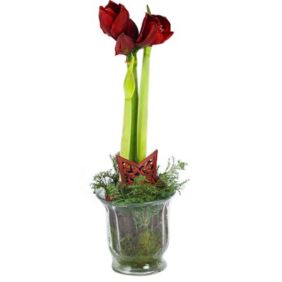 Jul amaryllis röd - Jul blommor - Skicka blommor och presenter i %city%